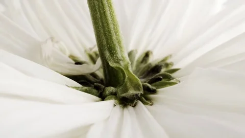 White flower macro close up stock footage Stock Footage 78623939