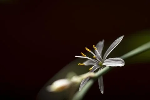 White flower macro with copy space on dark background Stock Photos