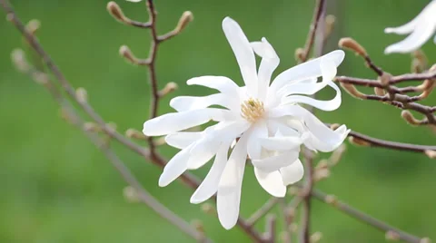 White flower macro Stock Footage 36533342