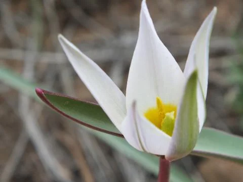 A white flower in a macro image Stock Photos