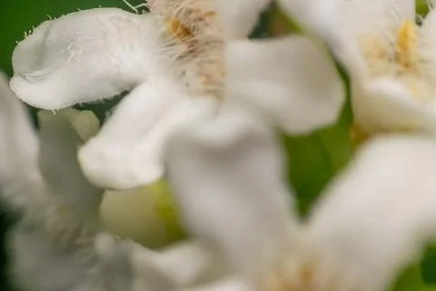 White Flower Macro Soft Focus Detail Stock-Fotos