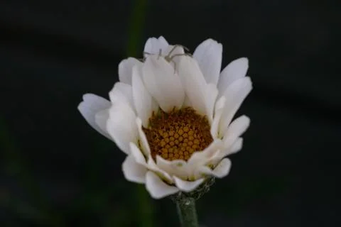 White Flower Macro with Tiny Insect on Petals Stock Photos