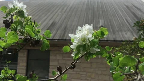 White flower -Mexican Plum-Spring blooming Roof background Stock Footage 237198597
