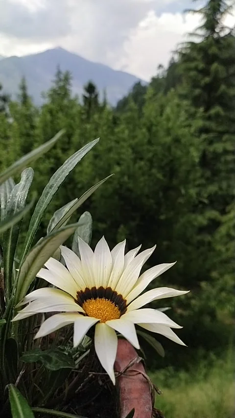 White flower in mountain Video stock 240940775