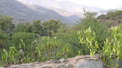 White flower on mountains plants. Stock Footage 170117662