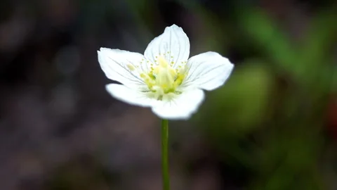 White flower in the mountains short Stock Footage 280751554