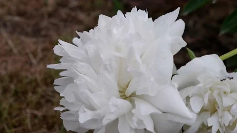 A white flower moves in the wind. 4k. Stock Footage 156341766