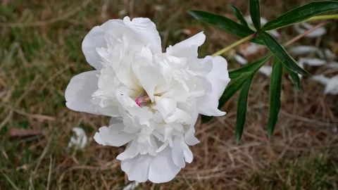 A white flower moves in the wind. 4k. Stock Footage 156341787