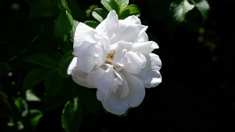A white flower moves in the wind. 4k. Stock Footage 156704413