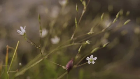 White flower moves in the wind evening time Stock Footage 77247793