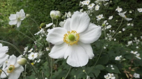 White Flower Moving in Slow Motion Stock Footage 58716678