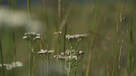White flower moving with the wind in the middle of the grass Stock Footage 101575800