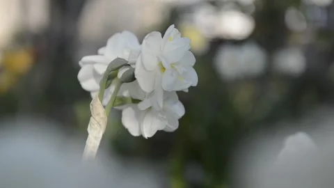 White flower of narcissus Stock Footage 134247463