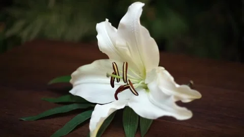 A white flower in a natural backround Video stock 139218551