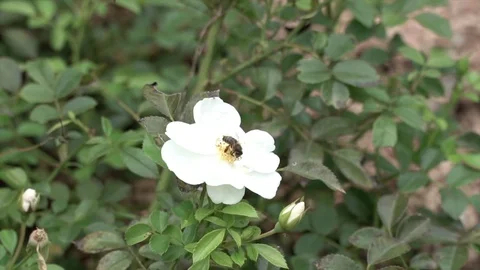 White flower nature Stock Footage 128252057