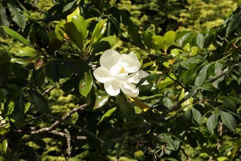 White flower in nature, Sintra, Portugal. Stock Photos
