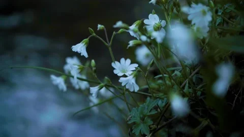 White flower next to the mountain river at down. Stock Footage 150617368