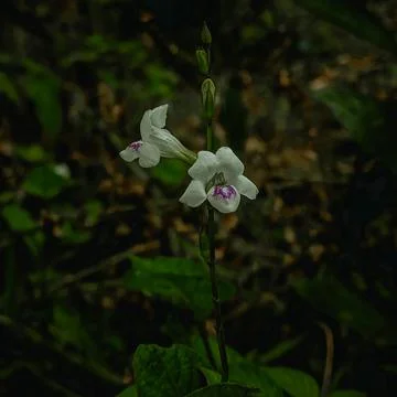White flower on night Stock Photos