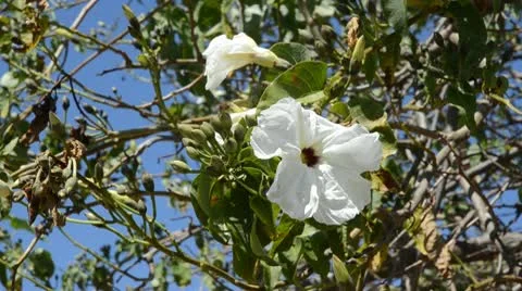 White flower in Oaxaca 스톡 동영상 10734625