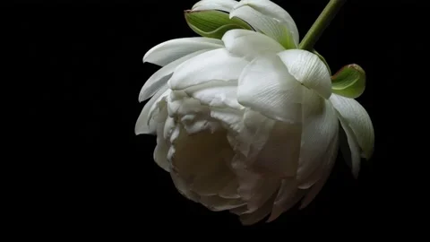 White Flower Opening from Bud Side View Time-lapse Stock Footage 312816541