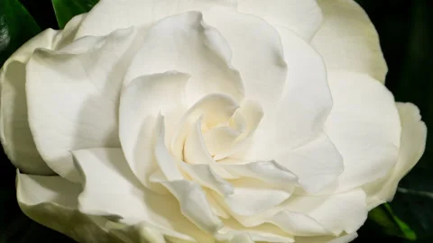 White Flower Opening Time Lapse. Gardenia Jasminoides or Cape Jasmine Flower Vidéo 171293218