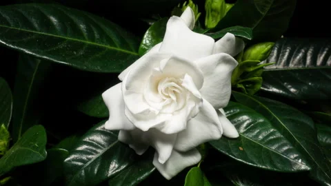 White Flower Opening Time Lapse. Gardenia Jasminoides or Cape Jasmine Flower Video stock 171426022
