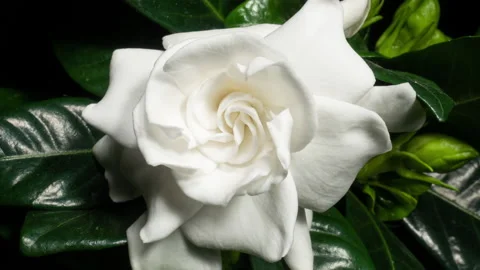 White roses – Gardenia of London