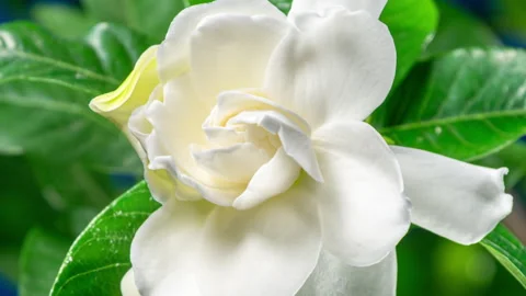White Flower Opening Time Lapse with Rotating Effect. Gardenia Jasminoides .. Stock Footage 308118550
