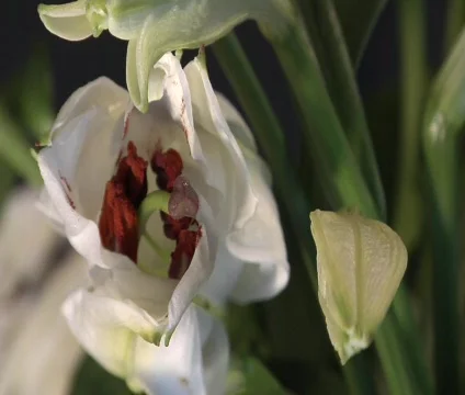 White Flower Opens Time Lapse Stock Footage 356500