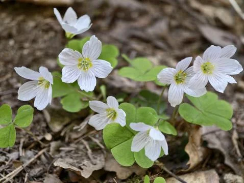 White flower patch. Closeup of groundcover flowers blooming over leaf litte.. Stockfoto's