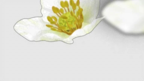 White Flower Petal Wipe Transition Effect Stock Footage 341376136