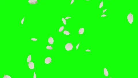 White flower petals falling gently on green screen background Stock Footage 331766232