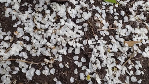White flower petals falling to the ground Stock Footage 274172167