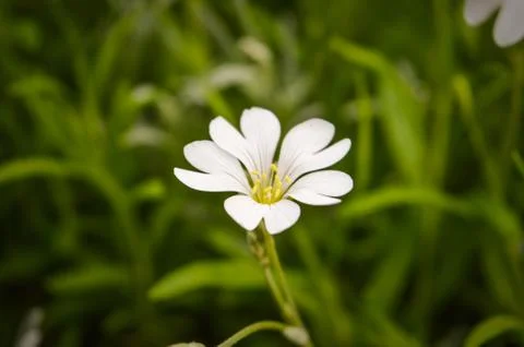 White Flower Petals In Grass Stock Photos