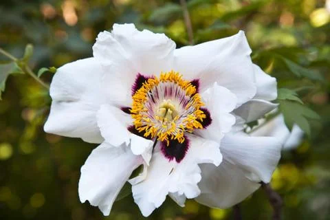 The white flower Stock Photos