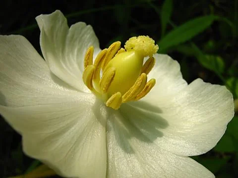 White Flower Stock-Fotos