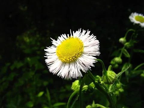 White Flower Stock Photos