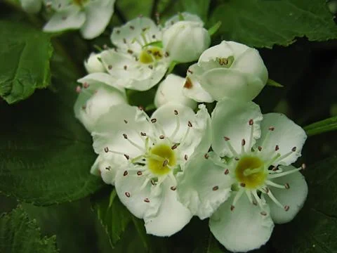 White Flower Stock Photos