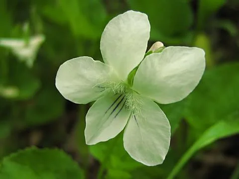 White Flower Stock Photos