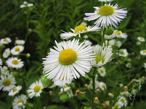 White Flower Stock-Fotos