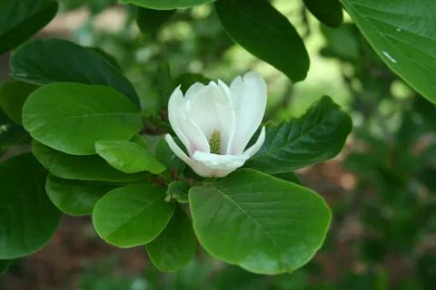 White flower Stock Photos