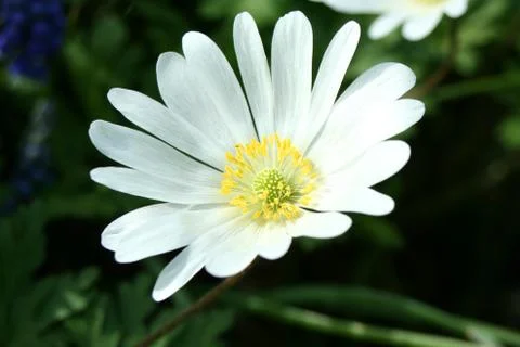White flower Foto stock