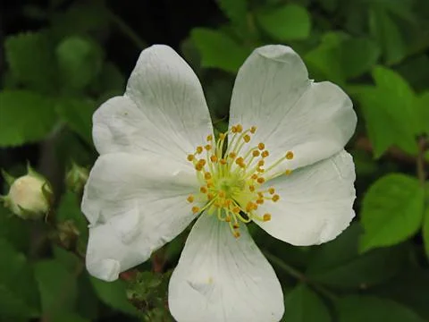 White Flower Stock Photos