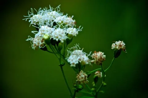 White flower Stock Photos