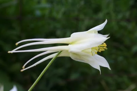 White Flower Stock Photos