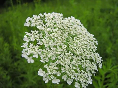 White Flower Stock Photos