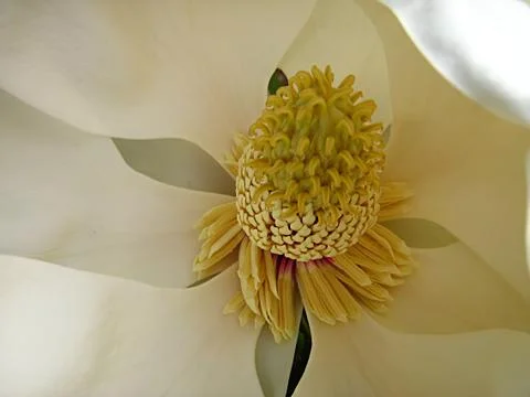 White Flower Stock Photos