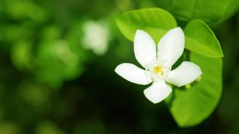 A white flower Stock Photos