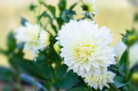 White flower Stock Photos