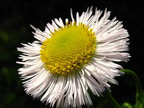White Flower Stock Photos